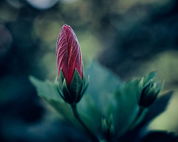 Flower, Plant, Macro, Bud, Blur, Smooth HD wallpaper