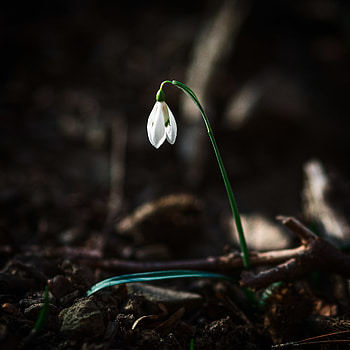 Flowers, Flower, Bloom, Flowering, Spring, Snowdrop HD phone wallpaper