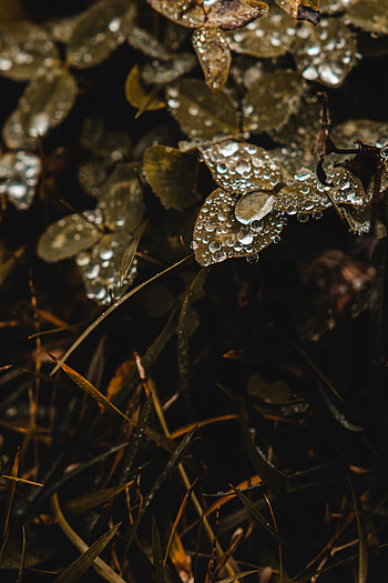 Grass, Drops, Macro, Clover, Dew HD phone wallpaper