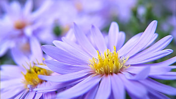 Plants, Flowers HD wallpaper