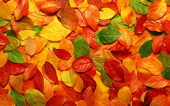 fall foliage - www. HD wallpaper