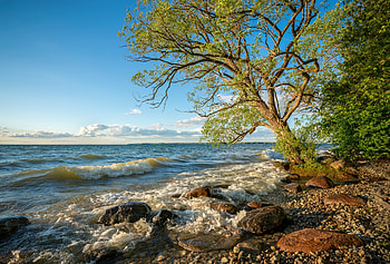 Sea Shore, sea, river, nature, ocean, tree HD wallpaper