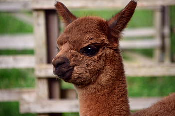 Animals, Muzzle, Nice, Sweetheart, Alpaca HD wallpaper