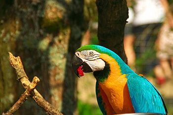 Animals, Parrots, Bird, Beak, Macaw HD wallpaper