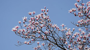 Magnolia Tree, 145 HD wallpaper