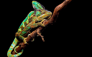 Animals, Branch, Reptile, Chameleon HD wallpaper