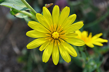 Chichewa live, vivid yellow, close up, flower HD wallpaper