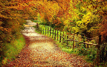 Landscape, Roads, Autumn, Leaves HD wallpaper