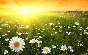 Plants, Landscape, Flowers, Sun, Camomile HD wallpaper