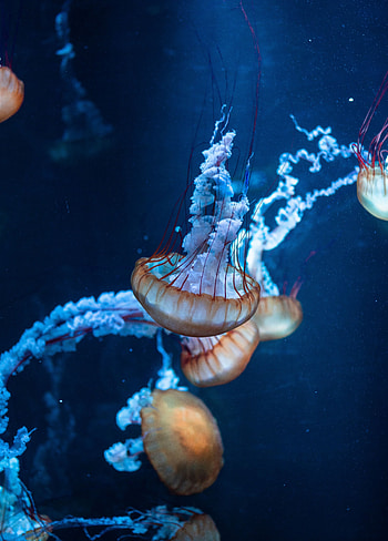 Jellyfish, underwater, aquatic, animals HD phone wallpaper