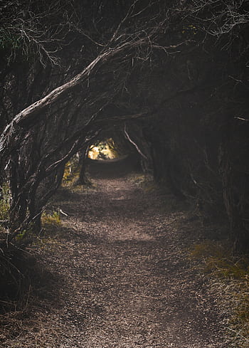 Eerie forest pathway surrounded by dense, shadowy woods creating a tunnel-like ambience. HD phone wallpaper