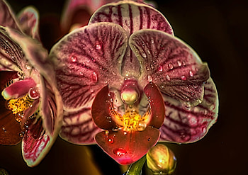 Orchid, red flower, blossom, flower HD wallpaper