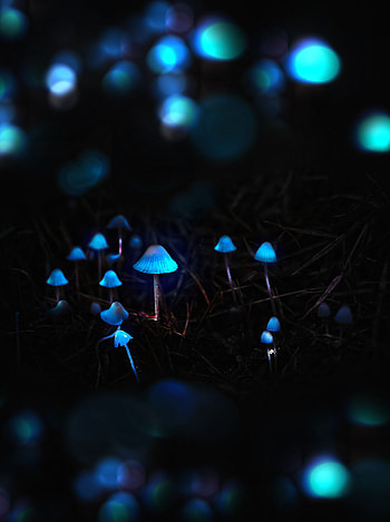 Mashrooms, Dark, Glow, hop, Grebe, Toadstools HD phone wallpaper