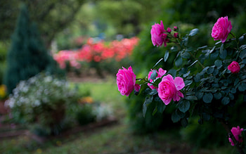 Rose, earth, nature, flower HD wallpaper