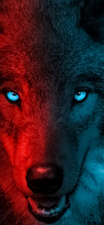 Scary wolf, Dark gradient, Eerie ambiance, Haunting presence HD phone wallpaper