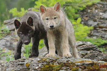 wolf pups, winter, dog, canis lupus, lone wolf, wolf, howling, snow, the pack, mythical, white, timber, wolves, grey, lobo, wisdom beautiful, grey wolf, nature, canine, friendship, arctic, solitude, black, quotes, wolf pack, , wild animal black, wolfrunning, abstract, pack, majestic, howl, spirit, wolf HD wallpaper