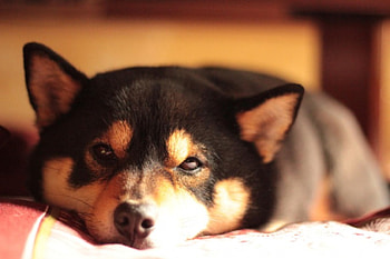 Dog, sweet, animal, dogs, cute, beautiful, puppys, puppy, pretty, animals, lovely HD wallpaper