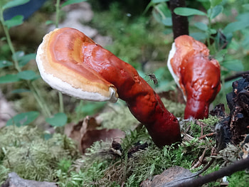 Hongo Reishi, Ganoderma lucidum, Natusfera HD wallpaper