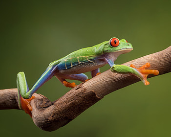 Majestic tree frogs, Beautiful red-eyed frog, Nature's marvels, Frog enthusiast HD wallpaper