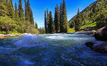 Altyn Arashan trees, Karakol spruce, Kyrgyzstan river, High quality HD wallpaper