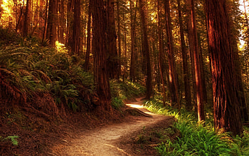 Enchanting redwoods, Vibrant nature, Tranquil forest, Towering trees HD wallpaper
