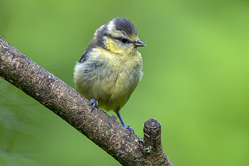 Animal, bird HD wallpaper