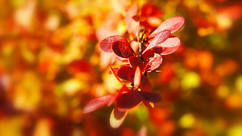 Leaves, Plant, Macro, Light, Blur, Smooth, Light Coloured HD wallpaper