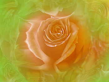 Orange rose, rose, flowers HD wallpaper