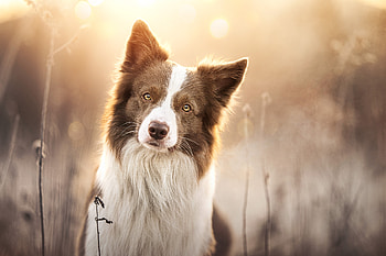 Animal, border collie HD wallpaper