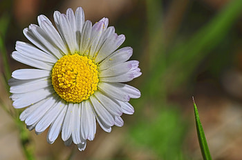 Flowers, Camomile, Flower, Petals, Bud, Chamomile HD wallpaper