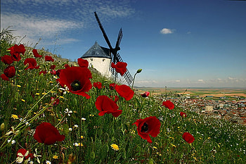 Poppies, colorful, town, colors, peaceful, spring, houses, beauty, flowers field, nice, blue sky, poppy, windmill, house, landscape, beautiful, grass, pretty, field, field of flowers, green, red, view, clouds, nature, sky, flowers, lovely, splendor HD wallpaper