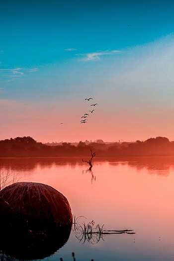 Nature, Birds, Sunset, Lake, Fog HD phone wallpaper