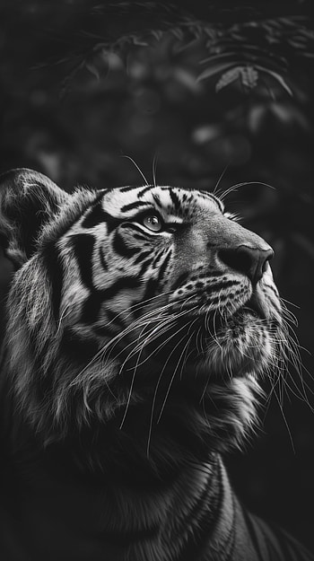 tiger HD phone wallpaper