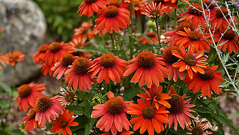 Echinacea, plant, nature, flower HD wallpaper