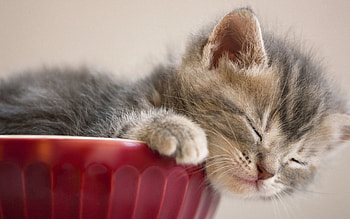 Animals, Kitty, Kitten, To Lie Down, Lie, Muzzle, Nice, Sweetheart, Vase, Sleep, Dream HD wallpaper