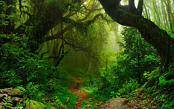 Windows 10 rainforest theme, selection, Nature-inspired designs, Breathtaking views HD wallpaper