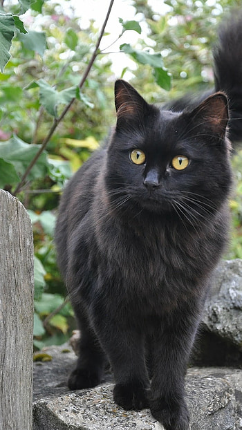 Black Cat, Adorable, Kitty HD phone wallpaper
