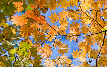 Plants, Landscape, Leaves HD wallpaper