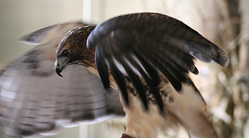 Red Tailed Hawk, bird, raptor, hawk HD wallpaper