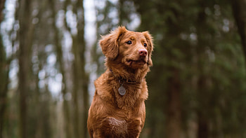 Retriever, Cute Dogs HD wallpaper