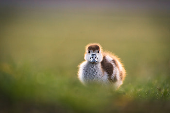 Duck Chick — Fluffy Meadow, chick, Animal, duck HD wallpaper