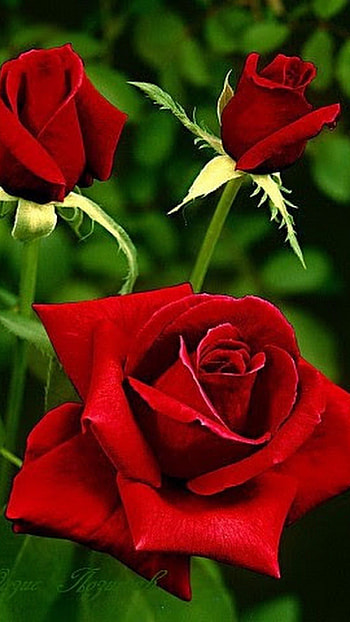 Rose, Red Rose, Flower HD phone wallpaper