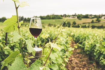 A glass of red wine in a lush Bourgogne vineyard during summer. HD wallpaper