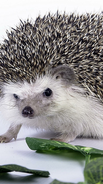 Hedgehog, Cuteness overload, Adorable quills, Captivating expressions HD phone wallpaper