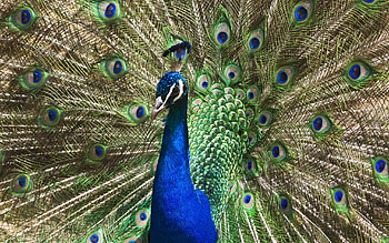Animals, Patterns, Bird, Peacock, Tail HD wallpaper