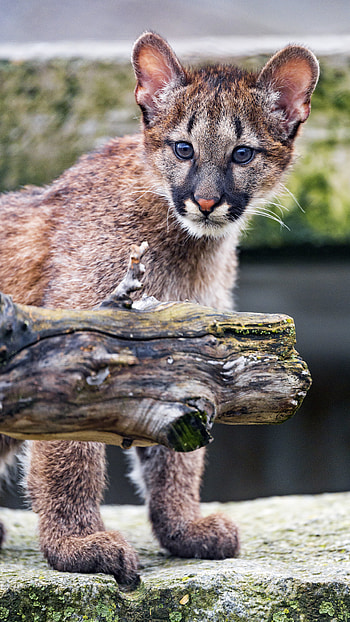 Animals, Puma, Young, Sight, Opinion, Nice, Sweetheart, Joey HD phone wallpaper