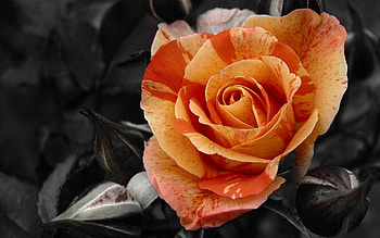 Flowers, Flower, Rose Flower, Rose, Close-Up, Buds, Contrast HD wallpaper