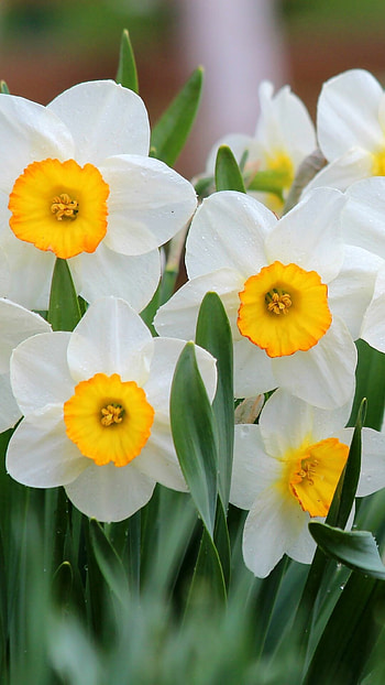 Daffodil flowers, Beautiful flors, Nature's delight, Floral elegance HD phone wallpaper