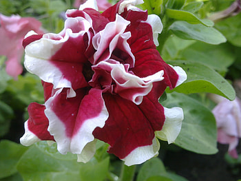 Plants, Flowers HD wallpaper
