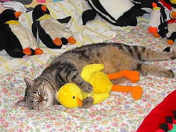 Cat w Pet, cool HD wallpaper